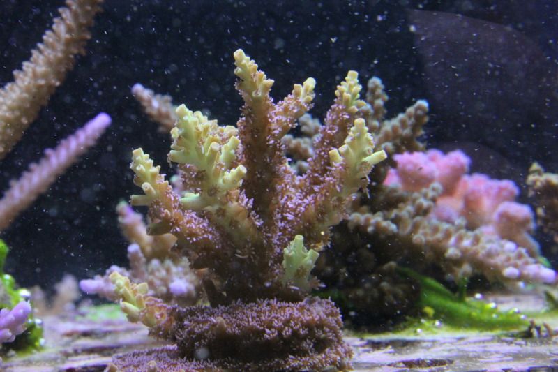 20121104 42 - Some SPS Growth Shots