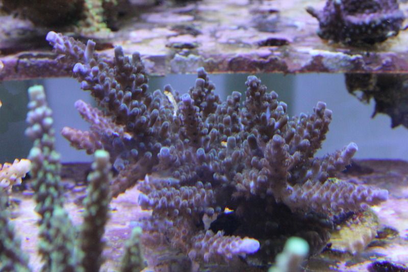 20121106 10 - Some SPS Growth Shots