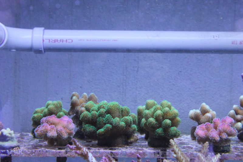 20121106 17 - Some SPS Growth Shots