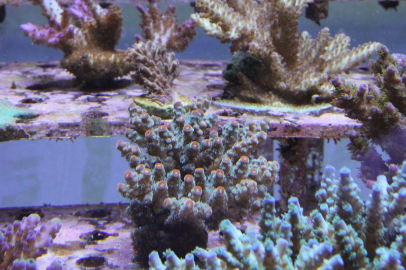 20121106 7 - Some SPS Growth Shots