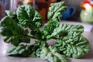 bloomsbury spinach