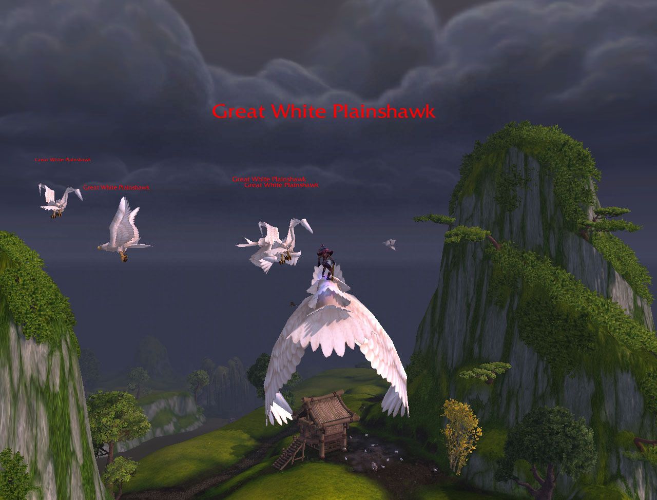 birds