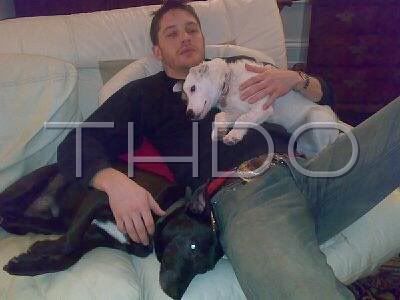 tom hardy dogs Pictures, Images and Photos