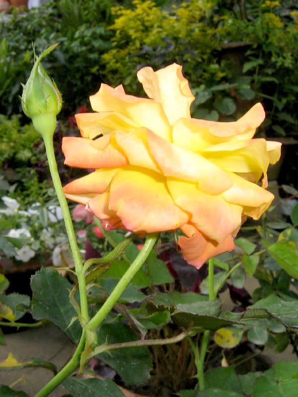 Sexy Flower of Bangladesh: Yellow Rose