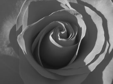 Red Rose Blck-White