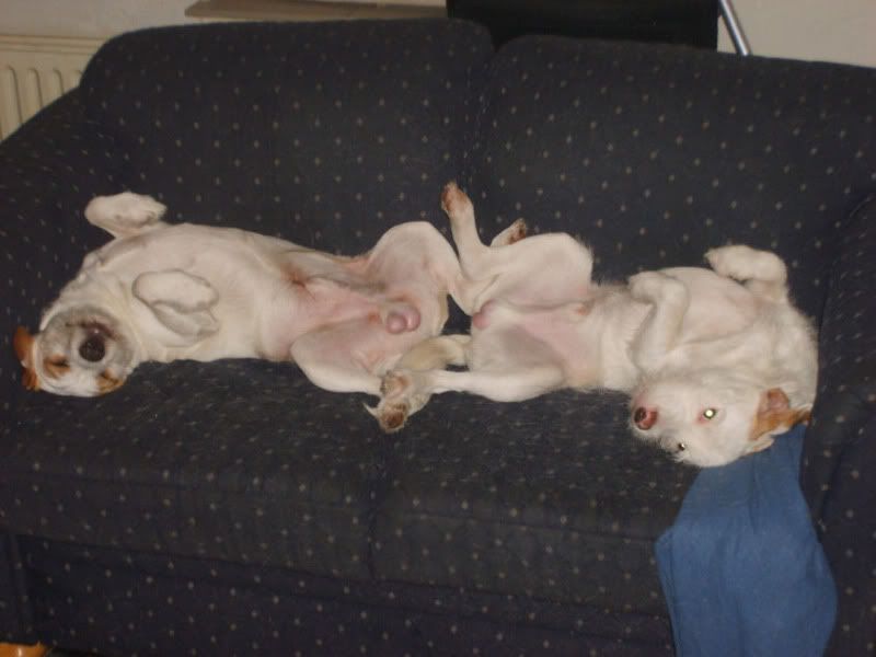 [img width=800 height=600]http://i136.photobucket.com/albums/q199/donMEGA_album/Afbeeldingkodakk003.jpg[/img]