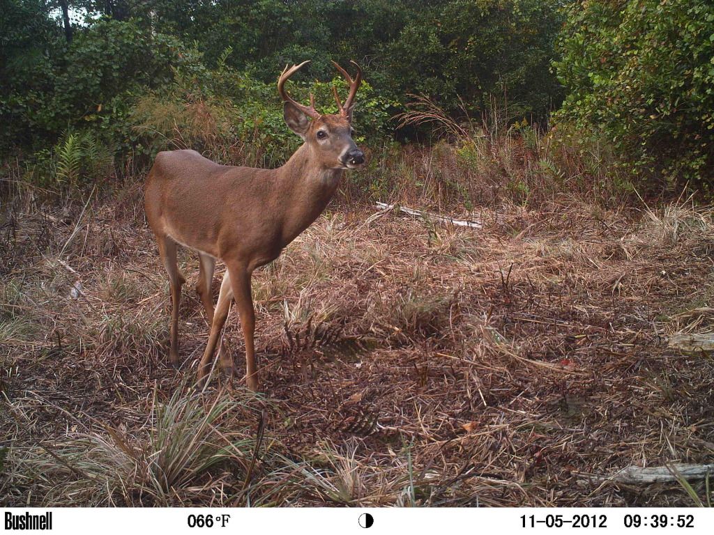 georgia deer