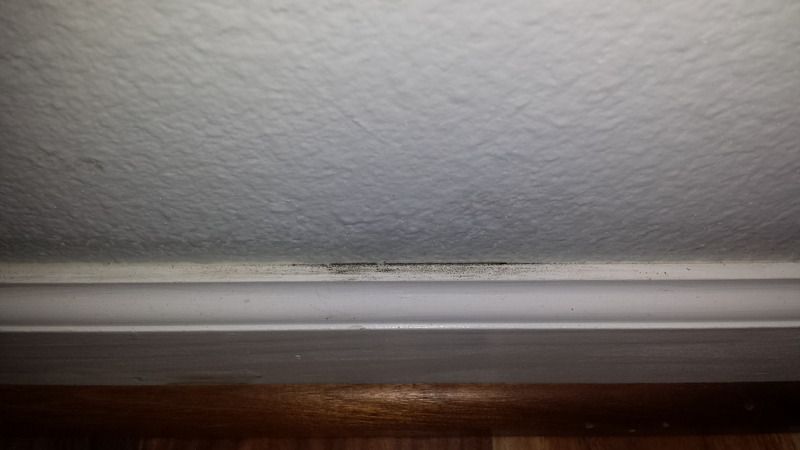 Possible Mold Need Clarification Please Doityourself Com