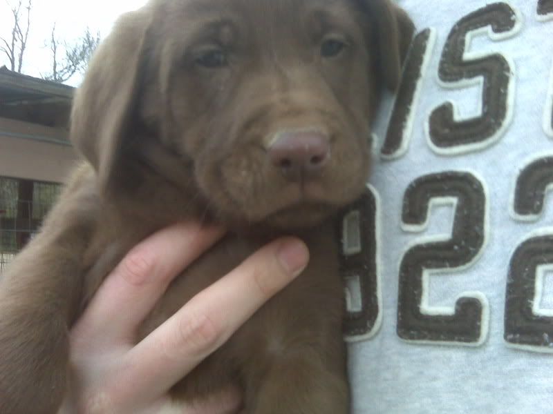 IMG00019.jpg lab puppies image by matthewjarman2222