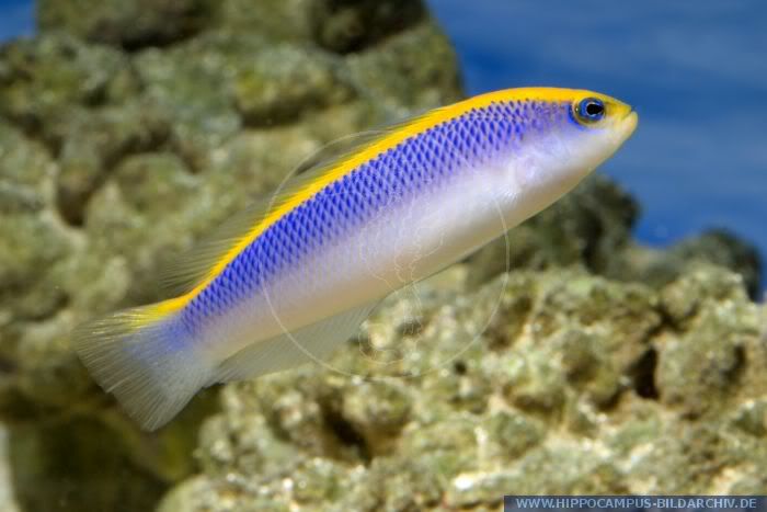 FMWFT0613_Pseudochromis_flavivertex1.jpg