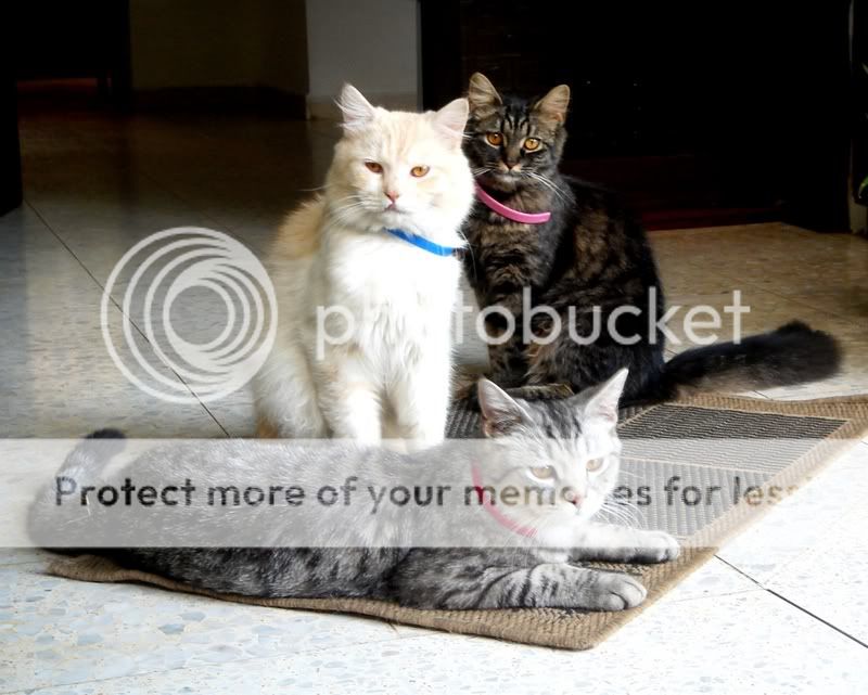Photo Sharing and Video Hosting at Photobucket