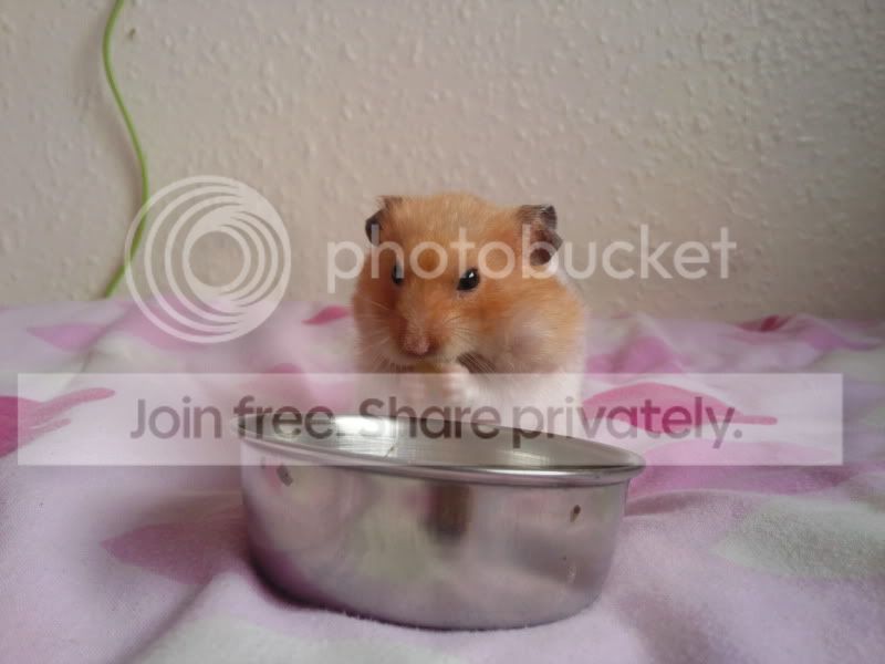 Photo008R.jpg